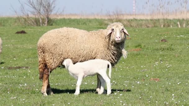 Lamb feeding with milk — Stock Video