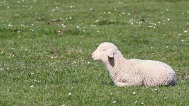Yeşil mera üzerinde kuzu
