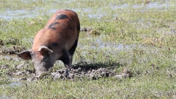 Маленькая свинья в грязи — стоковое видео