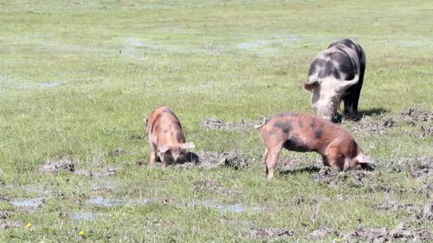 Schweine im Schlamm — Stockvideo