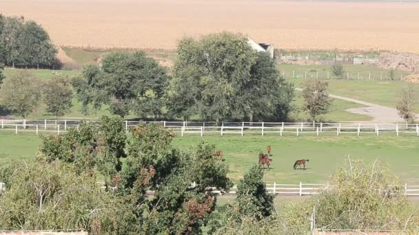 Cavalos em pasto paisagem rural — Vídeo de Stock