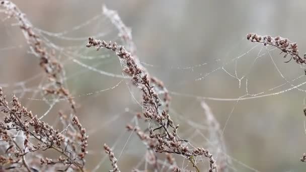 Ramos com teia de aranha no vento — Vídeo de Stock