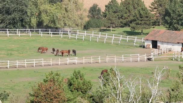 Herd of horses in corral aerial view — Stock Video