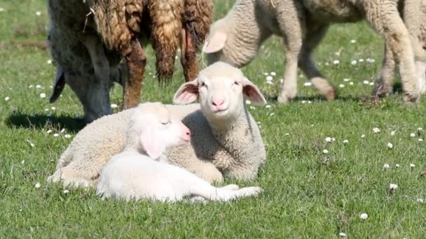 Twee lammeren op de weide — Stockvideo