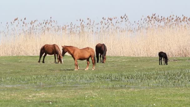 Caballos en pastos — Vídeos de Stock