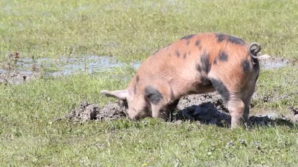 Kleines Schwein gräbt sich in einen Schlamm — Stockvideo