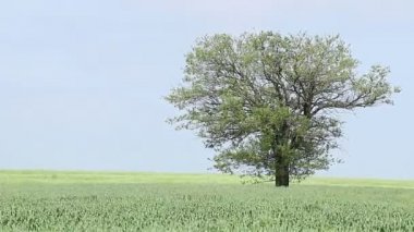 Yeşil buğday ve ağaç