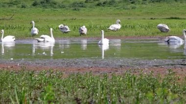 Nehri üzerinde kuğu sürüsü