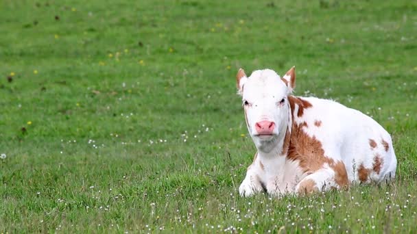 小牛躺在绿色的草地上 — 图库视频影像