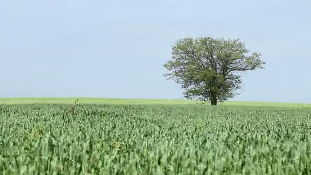 Trigo verde e paisagem de árvore — Vídeo de Stock
