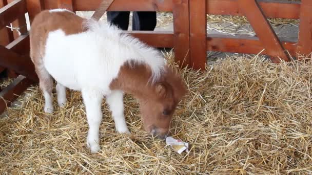 Roztomilý pony koně baby — Stock video