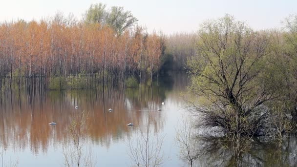 Sekumpulan angsa di sungai — Stok Video