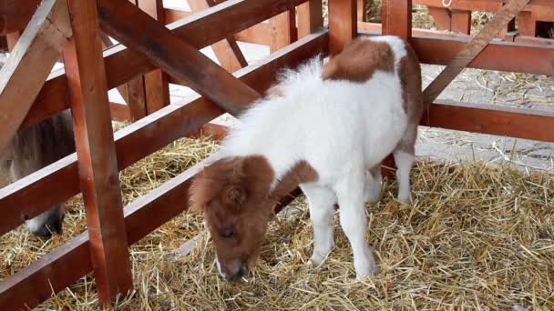 Estable con caballos pony — Vídeos de Stock