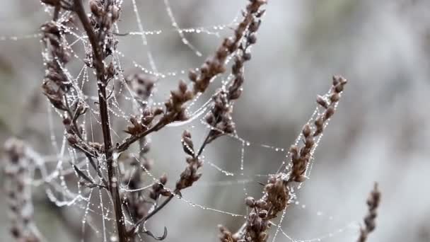 Spider cobweb with dew drops on wind — Stock Video