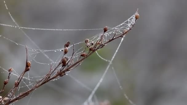 Gren med spider spindelnät och dagg droppar på vinden — Stockvideo