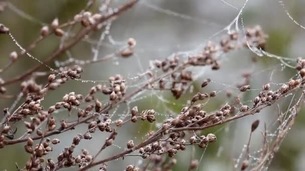 Ramas con telaraña y gotas de rocío en el viento — Vídeos de Stock