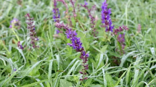 Tautropfen auf Wildblumen und Gras — Stockvideo