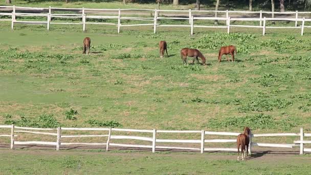 Cavalos na fazenda paisagem rural — Vídeo de Stock