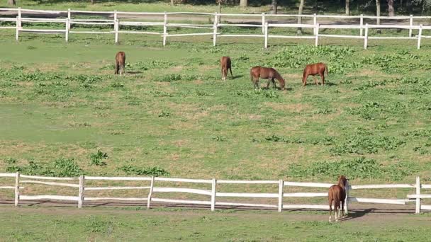 Chevaux à la ferme paysage rural — Video