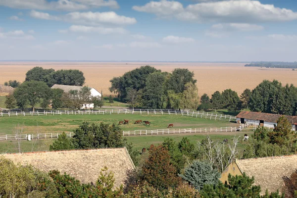 Granja con caballos paisaje rural —  Fotos de Stock