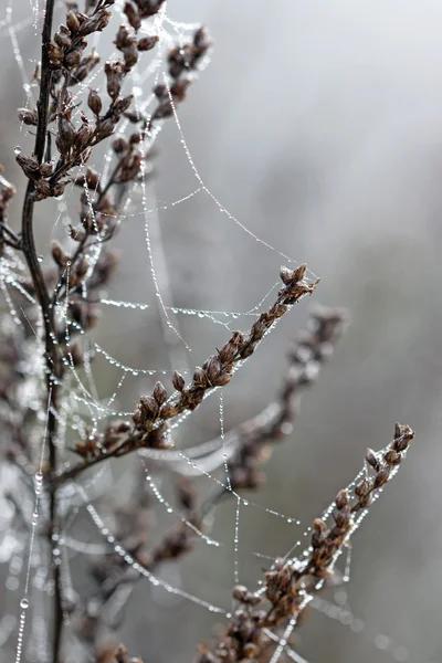 Embun tetes di closeup spider cobweb — Stok Foto