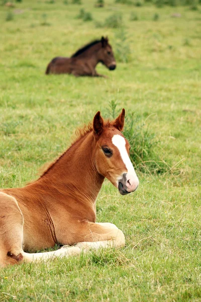 풀밭에 누워 두 foals — 스톡 사진