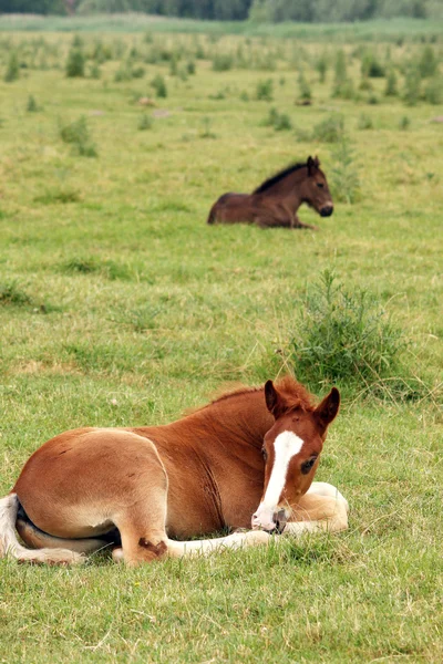 Dvě hříbata, ležící na pastviny — Stock fotografie