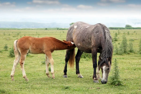 Fohlen stillen auf dem Feld — Stockfoto