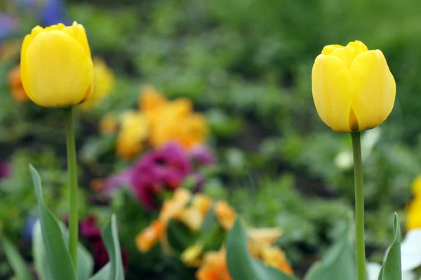 Yellow tulip flowers spring season — Stock Photo, Image