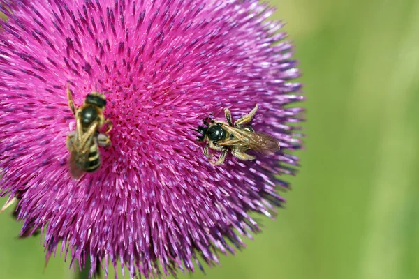 Bijen op bloem lente seizoen — Stockfoto