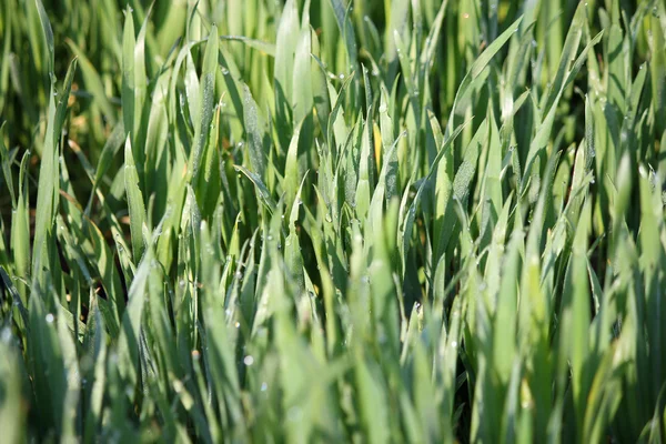 Green wheat with dew drops spring season — Stock Photo, Image