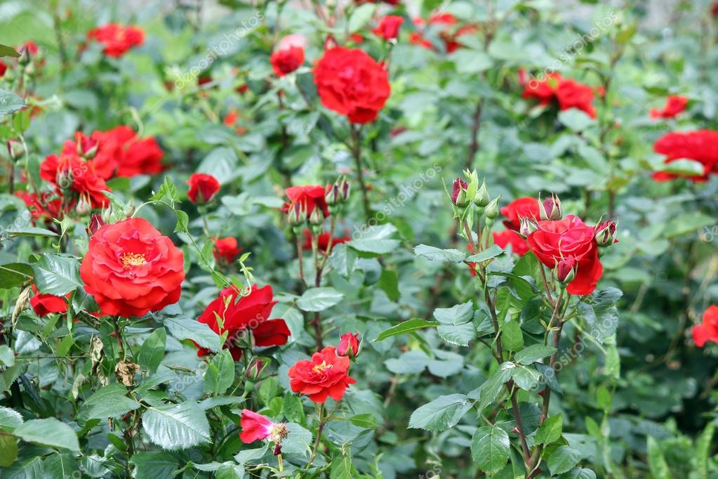 红玫瑰花圃春的季节
