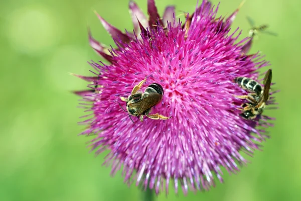Bijen op bloem close-up lente seizoen — Stockfoto
