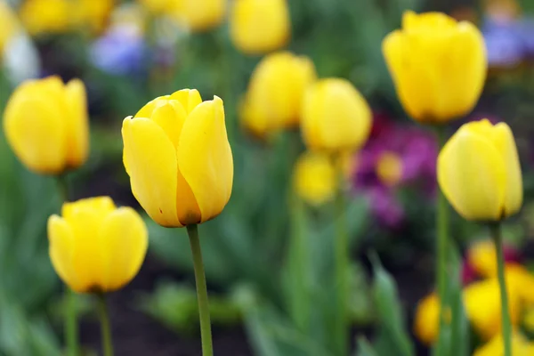 Amarillo tulipán flores jardín primavera temporada — Foto de Stock