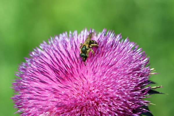 春の季節の花に蜂včela na květina jarní sezóny — ストック写真