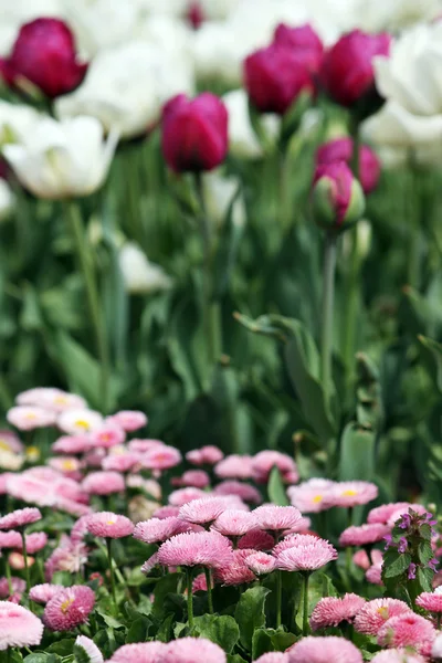 Gänseblümchen und Tulpenblumen Garten Frühling Saison — Stockfoto