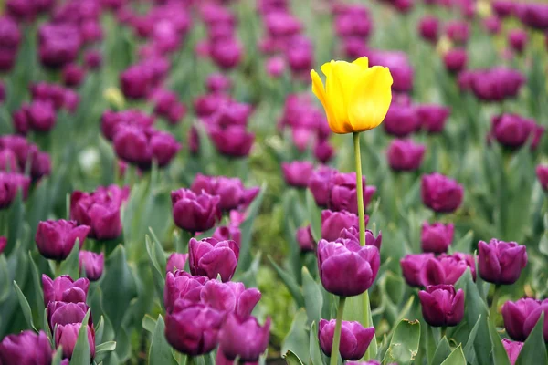 Garden with purple and one yellow tulip flower — Stock Photo, Image