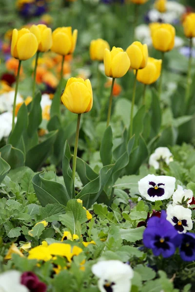 Tulip och pensé blomsterträdgård vårsäsongen — Stockfoto