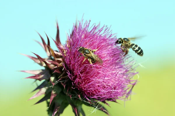 Dwie pszczoły na kwiat wiosna sezon — Zdjęcie stockowe