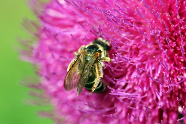 Pszczoła na kwiat bliska natura — Zdjęcie stockowe