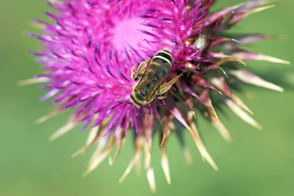 春の季節の花に蜂včela na květina jarní sezóny — ストック写真