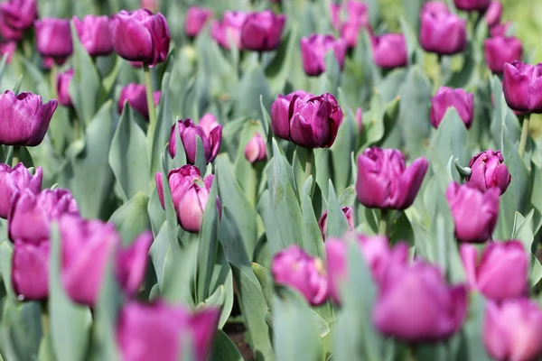 Lila Tulpe Blume Garten Frühling Saison — Stockfoto