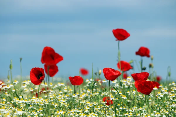 Röd vallmo och kamomill vilda blommor — Stockfoto