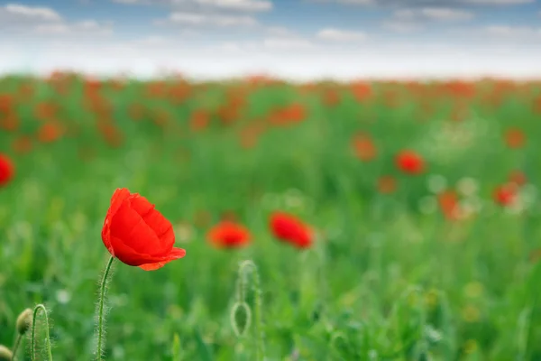 Campo de flores de amapola roja temporada de primavera —  Fotos de Stock