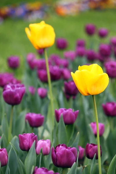 Весенний сезон цветков тюльпана — стоковое фото