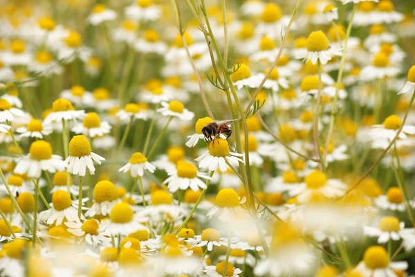 Pszczoła na łące kwiat rumianku sezon wiosna — Zdjęcie stockowe
