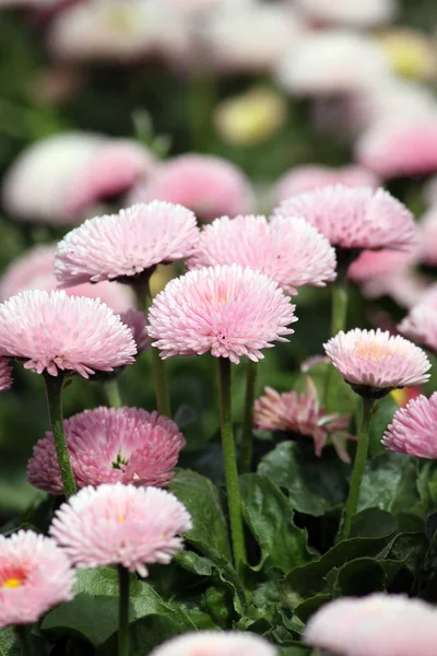 Marguerite jardin fleuri printemps saison — Photo