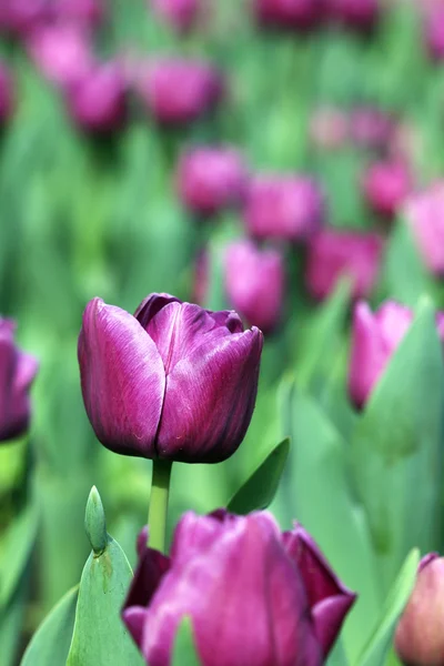 Lila Tulpe Blume Frühling Saison — Stockfoto