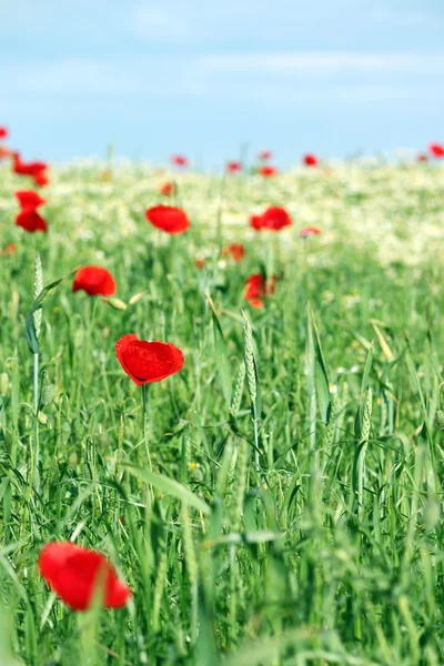 Kırmızı gelincik çiçekleri ve yeşil buğday mevsimi — Stok fotoğraf