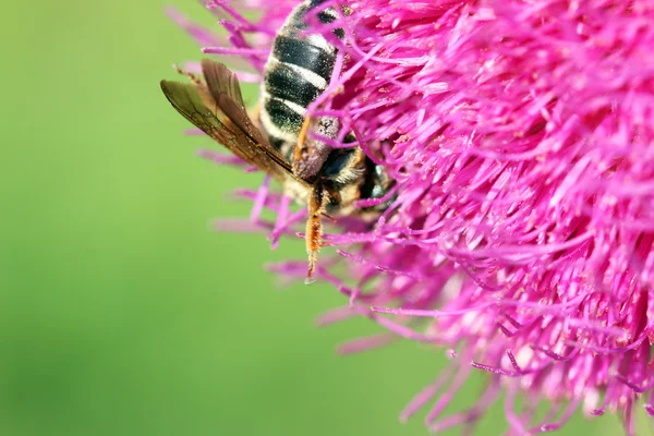Bee op bloem lente seizoen — Stockfoto